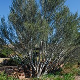 Curl-leaf Mountain Mahogany